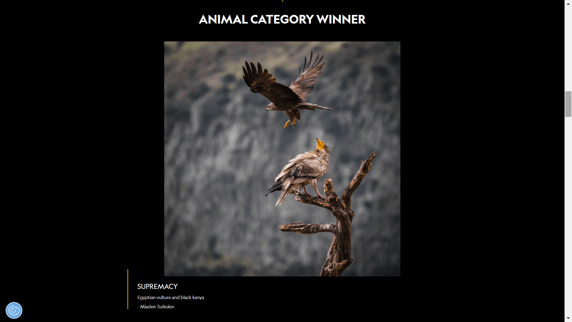 animal category winner
